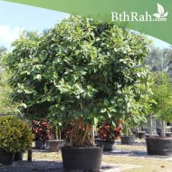 بذور فيكس بنغالي - Ficus benghalensis بذور فيكس بنغالي - Ficus benghalensis