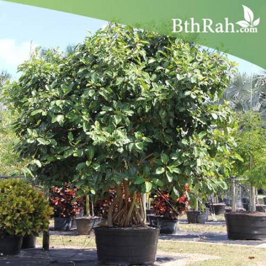 بذور فيكس بنغالي - Ficus benghalensis بذور فيكس بنغالي - Ficus benghalensis