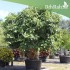 بذور فيكس بنغالي - Ficus benghalensis