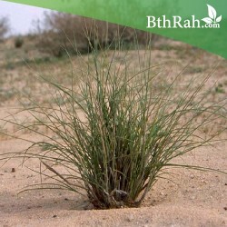 بذور عشبة النّصي - Stipagrostis