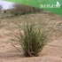 بذور عشبة النّصي - Stipagrostis