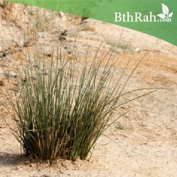 بذور عشبة النّصي - Stipagrostis