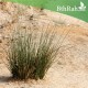 بذور عشبة النّصي - Stipagrostis بذور عشبة النّصي - Stipagrostis