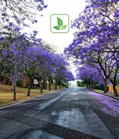 أشجار الزينة والظل