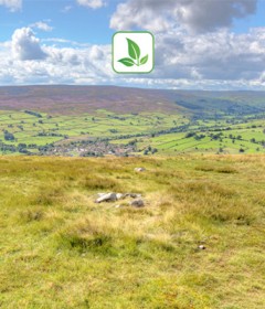 الاشجار والنباتات البرية