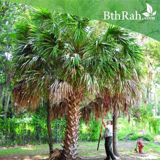 بذور نخيل ذيل الطاووس - Sabal palmetto بذور نخيل ذيل الطاووس - Sabal palmetto
