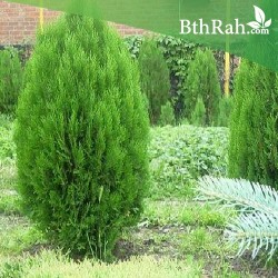 بذور نبات الثويا - Platycladus orientalis بذور نبات الثويا - Platycladus orientalis