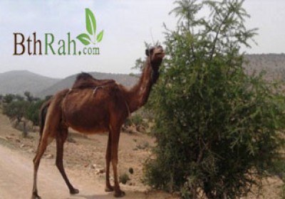 الفائدة المرجوة من منع الإحتطاب وتنظيم الرعي