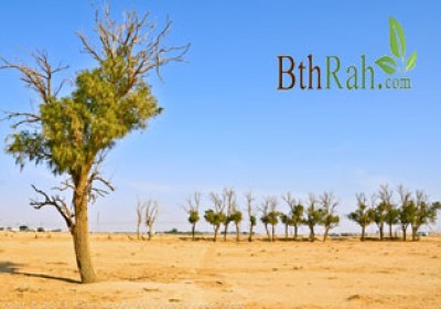 أثر التشجير على المدن