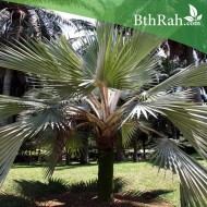بذور نخيل اللاتانيا -Latania lontaroides