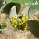 بذور الجوجوبا (Simmondsia chinensis) بذور الجوجوبا (Simmondsia chinensis)