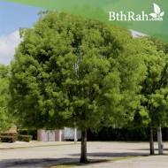 بذور شجرة الماهوجنى الافريقي  - Swietenia mahagoni