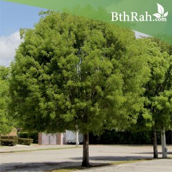 بذور شجرة الماهوجنى الافريقي  - Swietenia mahagoni