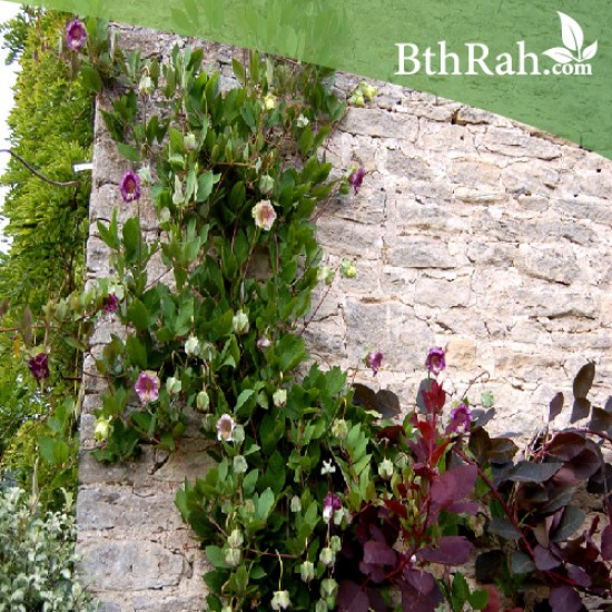 بذور الكوبية المتسلقة ( Cobaea scandens ) بذور الكوبية المتسلقة ( Cobaea scandens )