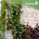 بذور الكوبية المتسلقة ( Cobaea scandens ) بذور الكوبية المتسلقة ( Cobaea scandens )