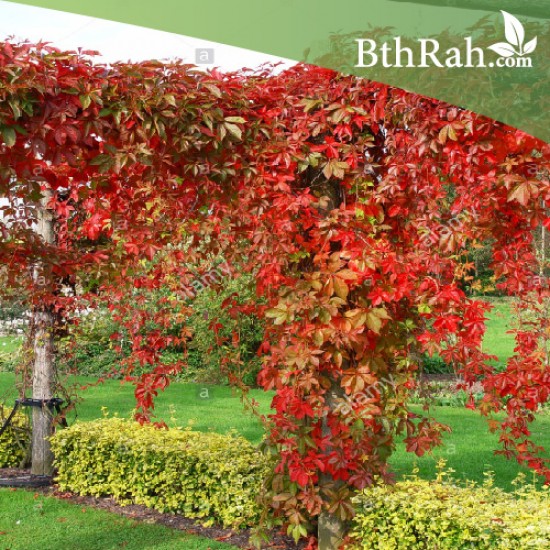 بذور متسلقة فرجينيا - Parthenocissus quinquefolia بذور متسلقة فرجينيا - Parthenocissus quinquefolia