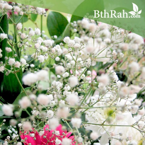 بذور الجيبسوفيلا - Gypsophila بذور الجيبسوفيلا - Gypsophila