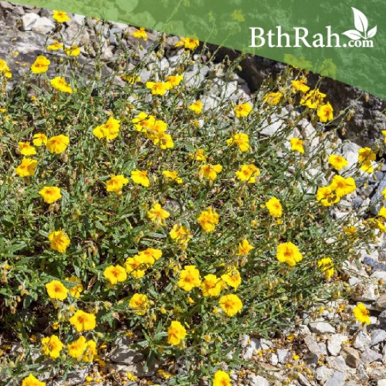 بذور الرقروق المصاحب للكمأة ( الفقع ) Helianthemum بذور الرقروق المصاحب للكمأة ( الفقع ) Helianthemum