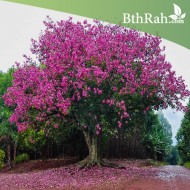 بذور شجرة الكوريزيا Chorisia speciosa بذور شجرة الكوريزيا Chorisia speciosa