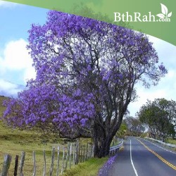 بذور شجرة الجاكرندا Jacaranda mimosifolia بذور شجرة الجاكرندا Jacaranda mimosifolia