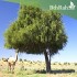 بذور شجرة  الغاف الخليجي ( Prosopis cineraria )