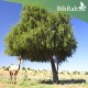 بذور شجرة الغاف الخليجي ( Prosopis cineraria ) بذور شجرة الغاف الخليجي ( Prosopis cineraria )