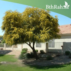 بذور اكاسيا ساليجنا - Acacia saligna بذور اكاسيا ساليجنا - Acacia saligna