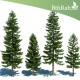 بذور الأثل الأمريكي - Casuarina بذور الأثل الأمريكي - Casuarina