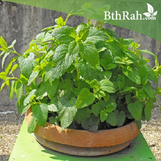 40 بذرة من بذور الملِّيسا - Melissa officinalis 40 بذرة من بذور الملِّيسا - Melissa officinalis