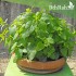 بذور الملِيسا - Melissa officinalis