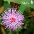 بذور النبتة الخجولة أو المستحية - Mimosa Pudica