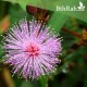 40 بذرة من بذور النبتة الخجولة - Mimosa Pudica 40 بذرة من بذور النبتة الخجولة - Mimosa Pudica