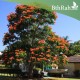 40 بذرة من بذور شجرة الخزامى الأفريقية Spathodea campanulata Seeds 40 بذرة من بذور شجرة الخزامى الأفريقية Spathodea campanulata Seeds
