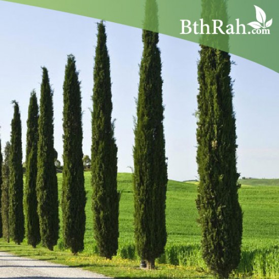 بذور السرو البلدي - Cupressus بذور السرو البلدي - Cupressus