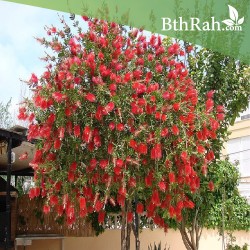 بذور شجرة فرشاة الزجاج - Calistemon Viminalis بذور شجرة فرشاة الزجاج - Calistemon Viminalis