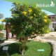 50 بذرة من بذور شجرة التيكوما ستانس Tecoma Stans Seeds 50 بذرة من بذور شجرة التيكوما ستانس Tecoma Stans Seeds