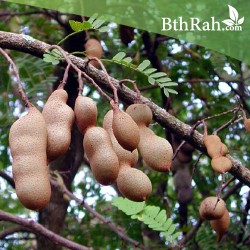 بذور تمر هندي ( Tamarindus indica )  بذور تمر هندي ( Tamarindus indica )