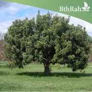 بذور الخروب - Ceratonia siliqua بذور الخروب - Ceratonia siliqua