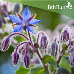 بذور خبز النحل (Borago officinalis) بذور خبز النحل (Borago officinalis)
