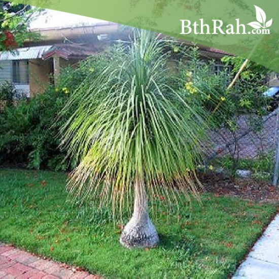 بذور رجل الفيل (Nolina recurvata) بذور رجل الفيل (Nolina recurvata)