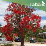 بذور شجرة استركوليا لوريدا - Brachychiton discolor بذور شجرة استركوليا لوريدا - Brachychiton discolor