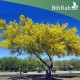 بذور شجرة الباركنسونيا - Parkinsonia Aculeata بذور شجرة الباركنسونيا - Parkinsonia Aculeata