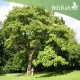 بذور شجرة الباولونيا Paulownia tomentosa seeds بذور شجرة الباولونيا Paulownia tomentosa seeds