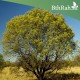 بذور شجرة البلتفورم - Peltophorum Pterocarpum بذور شجرة البلتفورم - Peltophorum Pterocarpum