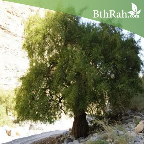 بذور شجرة السدر البلدي (النبق) Ziziphus spina-christi بذور شجرة السدر البلدي (النبق) Ziziphus spina-christi