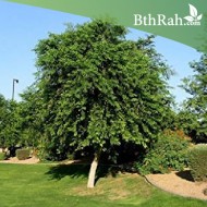 بذور شجرة السرسوع - Dalbergia sissoo بذور شجرة السرسوع - Dalbergia sissoo