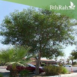 بذور شجرة اللوسينيا - Leucaena leucocephala بذور شجرة اللوسينيا - Leucaena leucocephala