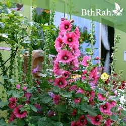 بذور زهور الخطمية (ميكس) - Alcea rosea بذور زهور الخطمية (ميكس) - Alcea rosea