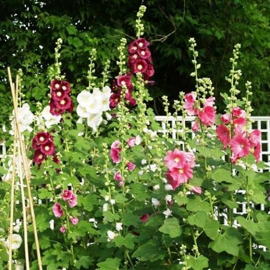 زهور الخطمية (Hollyhock ) زهور الخطمية (Hollyhock )