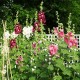 زهور الخطمية (Hollyhock ) زهور الخطمية (Hollyhock )